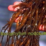 Ascophyllum nodosum