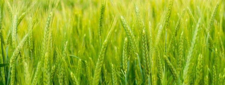 biostymulator warzyw