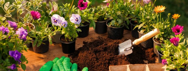 rosliny-doniczkowe-750x285