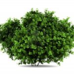 12683446-bigleaf-hortensja-krzew-na-bialym-tle