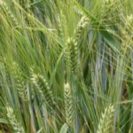 barley