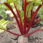 beet