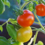 bush-tomatoes-876963_1280