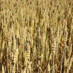 wheat